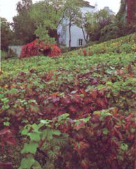 Burgundy beaune