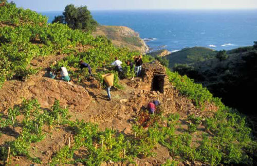 Grape Harvest