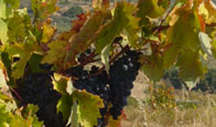 La rioja spain tour