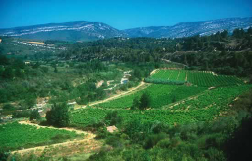 Wine Country